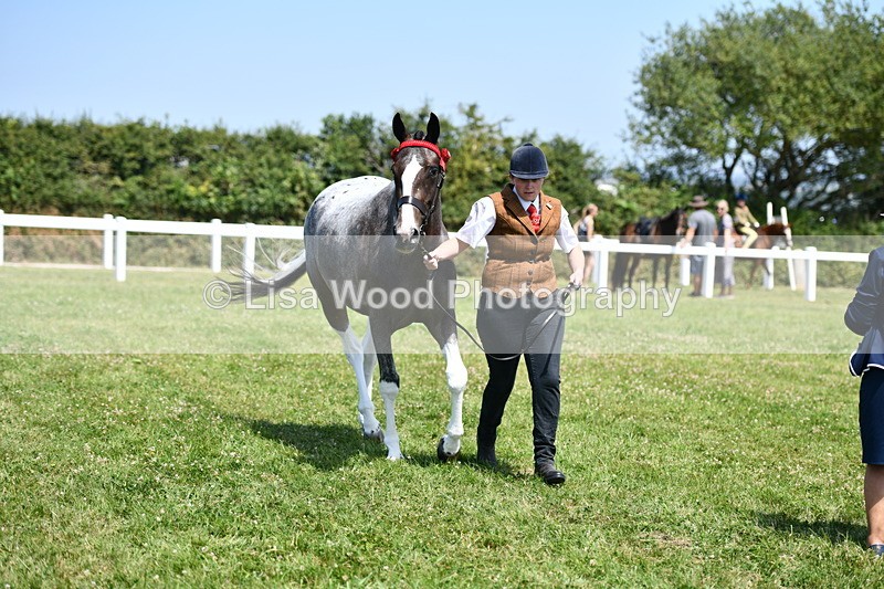 DSC_7535 - Class 63: Coloured Horse Youngstock