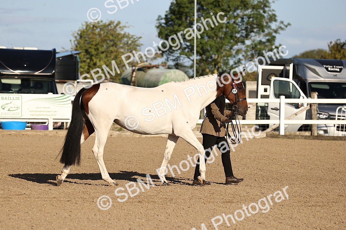 SBM_08307 - Class 401 - IH Veteran Horse