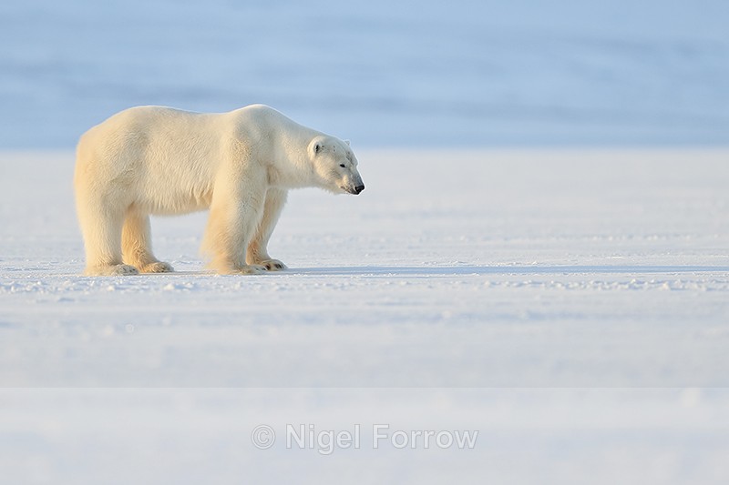 Male Polar Bear standing still, Svalbard, Norway - Polar Bear