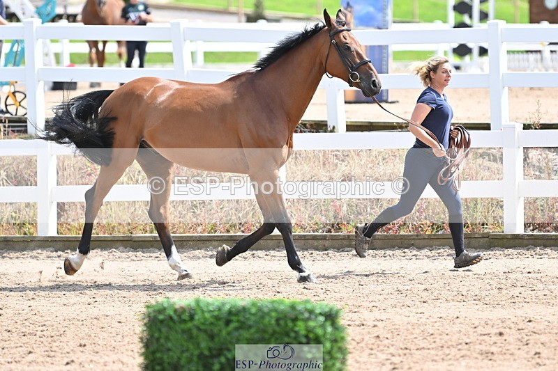 240717A-145044-02341 - Trot Up 2pm to 3pm - This folder is not in time order