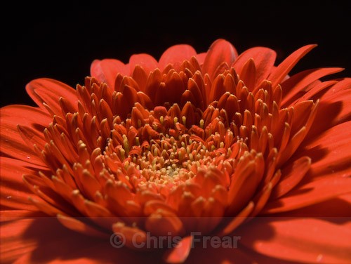  - Botanical/Macro