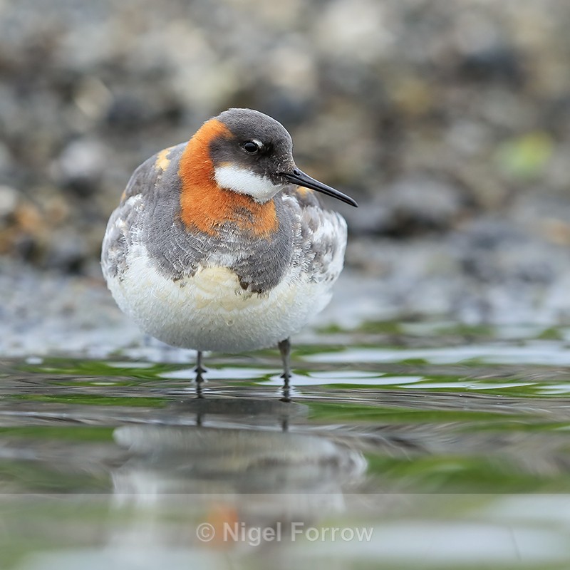 Red-necked Phalarope wading, Iceland - Red-necked Phalarope
