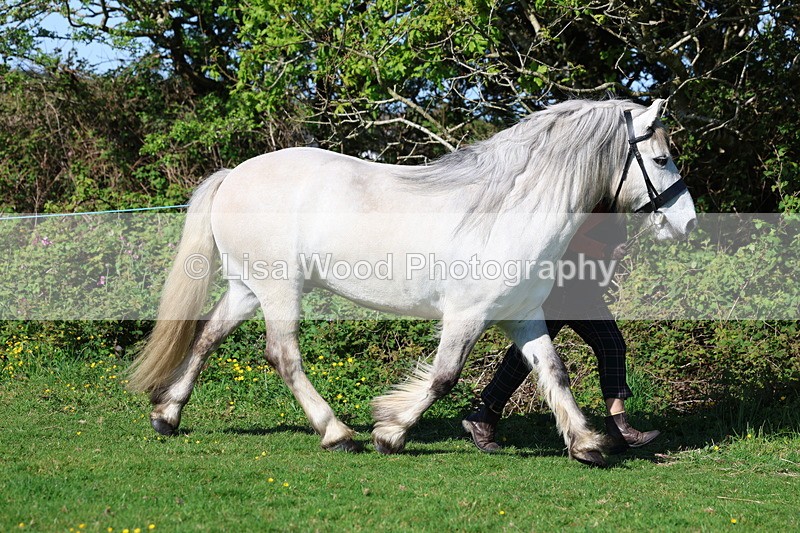3E7A8581 - Class 13: M & M Large Breeds