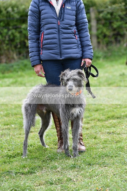 WJ5_9347 - Class 1 Best Cross Breed / Heniz 57