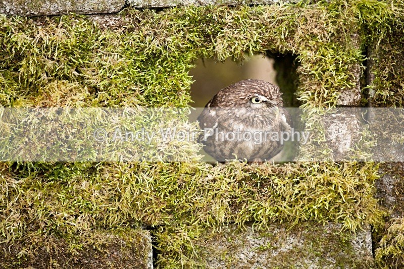 20110312-IMG_1252 - Little Owl