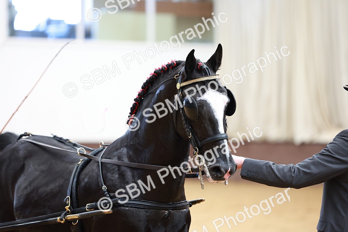 SBM_001017 - Class 13  - HHS Championship Intl Hackney Horse to a Show Wagon