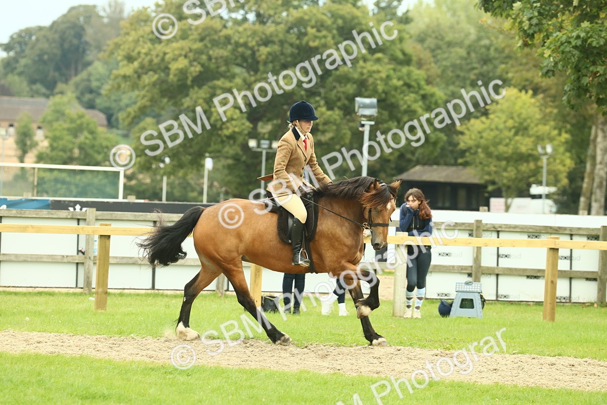 SBM_72140 - S60 - Mountain & Moorland Ridden Large Breeds