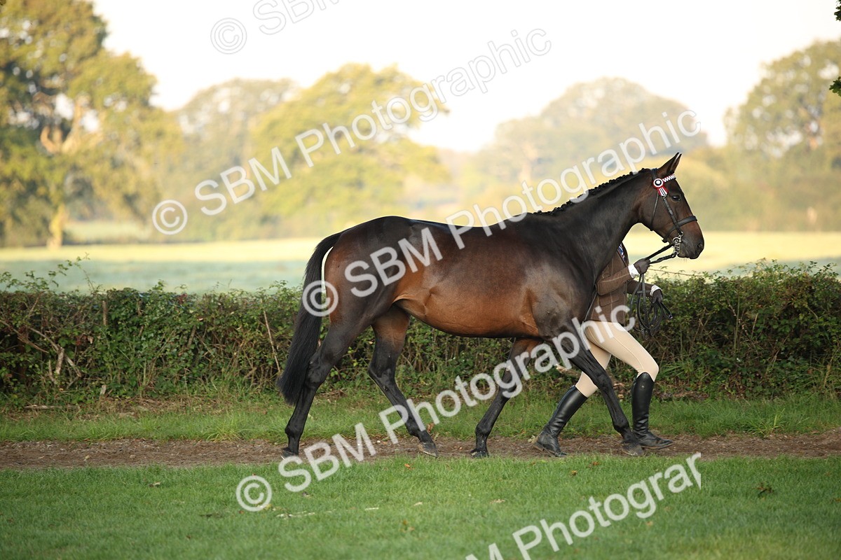 SBM_56837 - S49 - Riding Horse & Hack & Thoroughbred In Hand