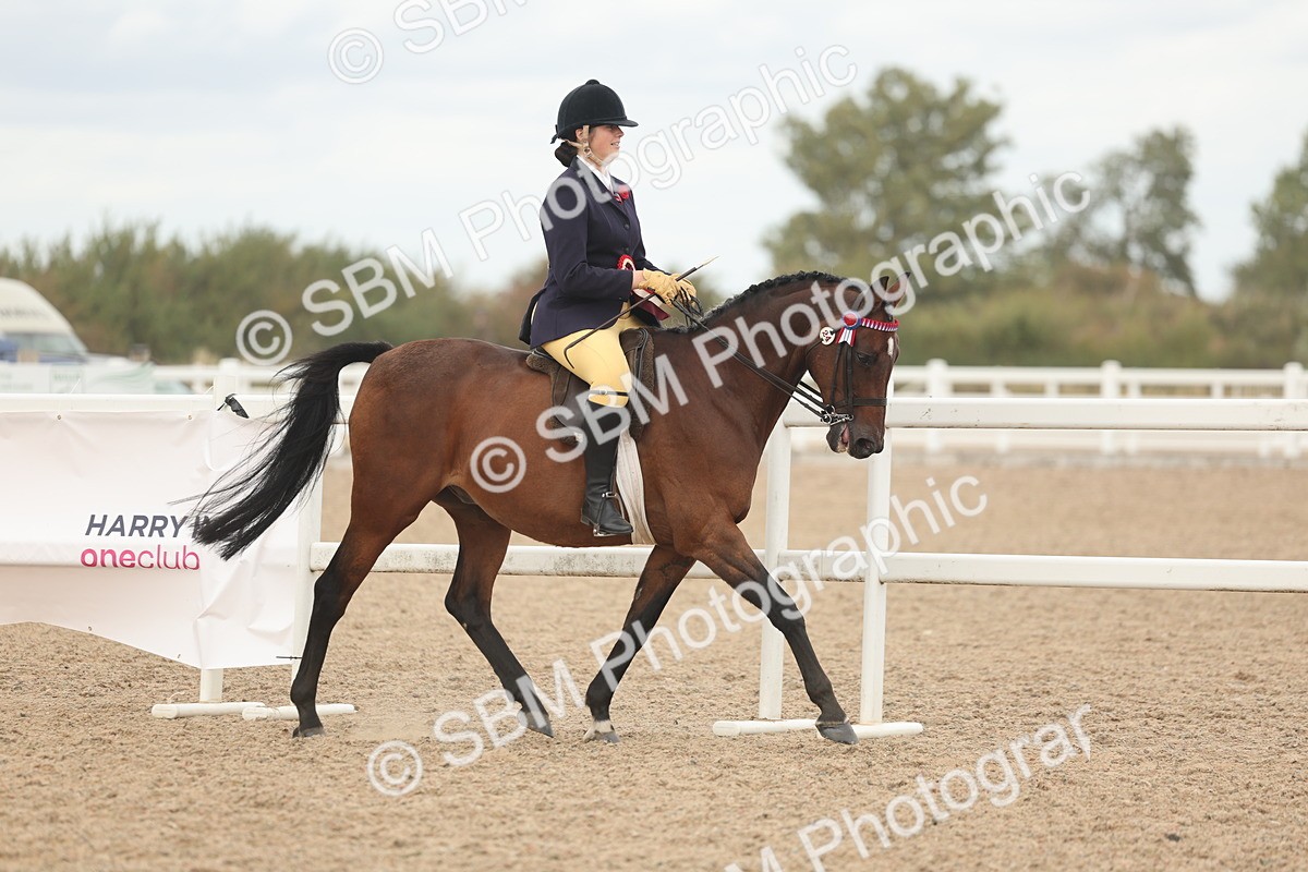 SBM_16086 - Class 311 - Ridden Show pony-Show hunter Pony