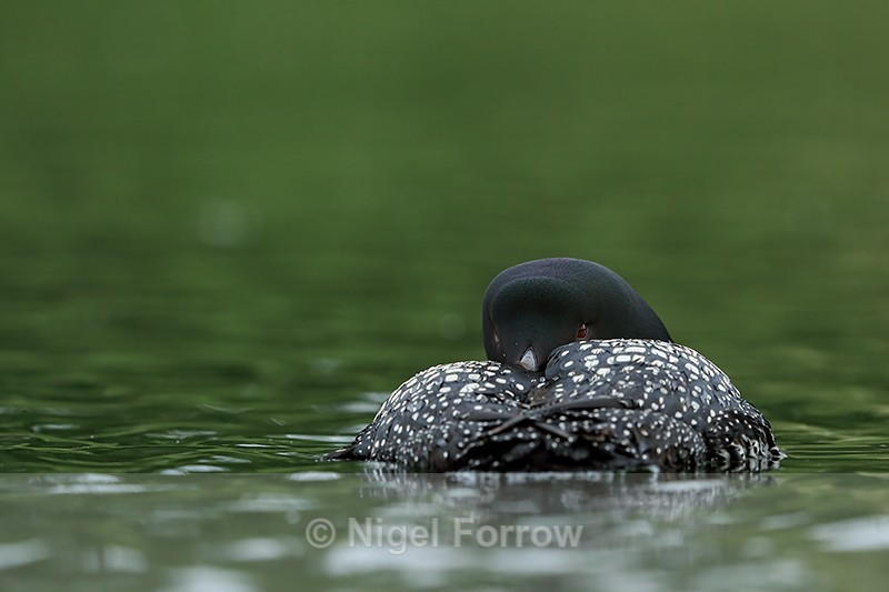 Common Loon resting, Minnesota, USA - Great Northern Diver