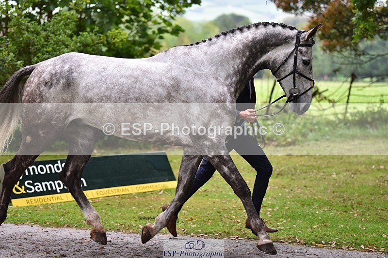 240522-162522-00906 - 202-WHIXLEY_QUALITAS-Barnie_Brotherton