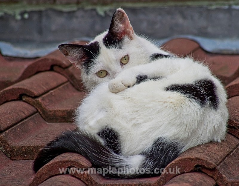 On The Tiles - Cats