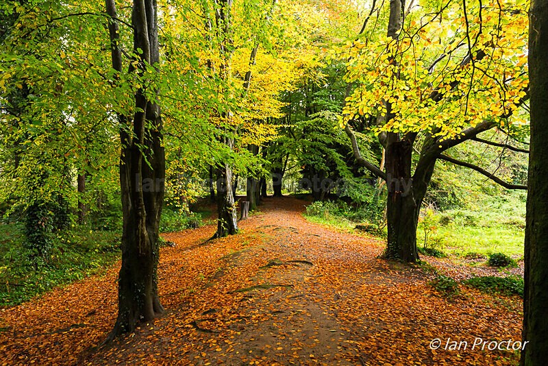 Autumn Colours in the Forest - Autumn