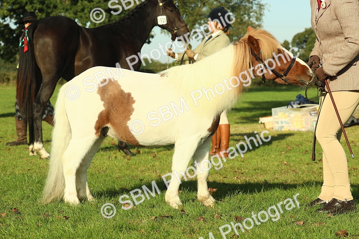 SBM_58572 - S37 - Starters In Hand Showing
