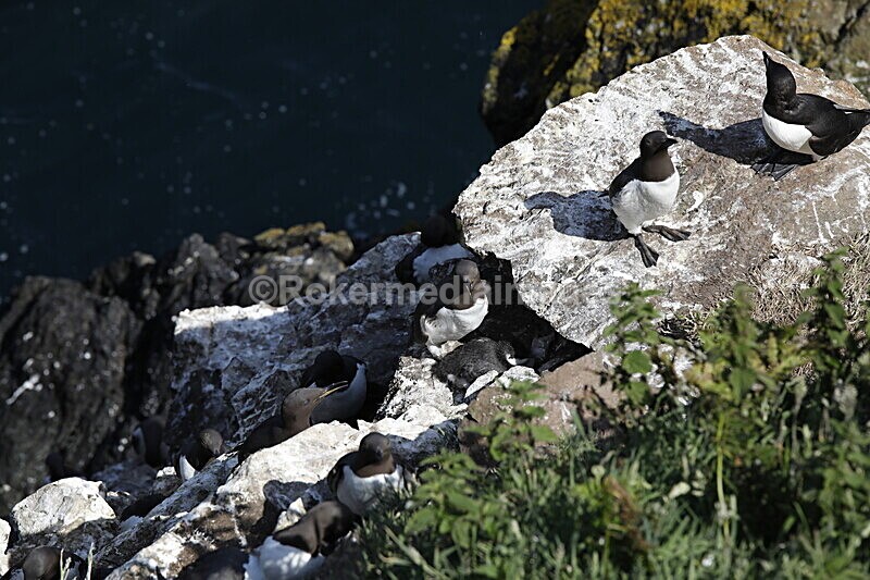 _56A7247 - Skomer 2019
