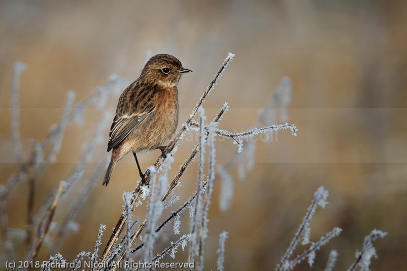 Stonechat (Saxicola torquata) female - Stonechat (Saxicola torquata)