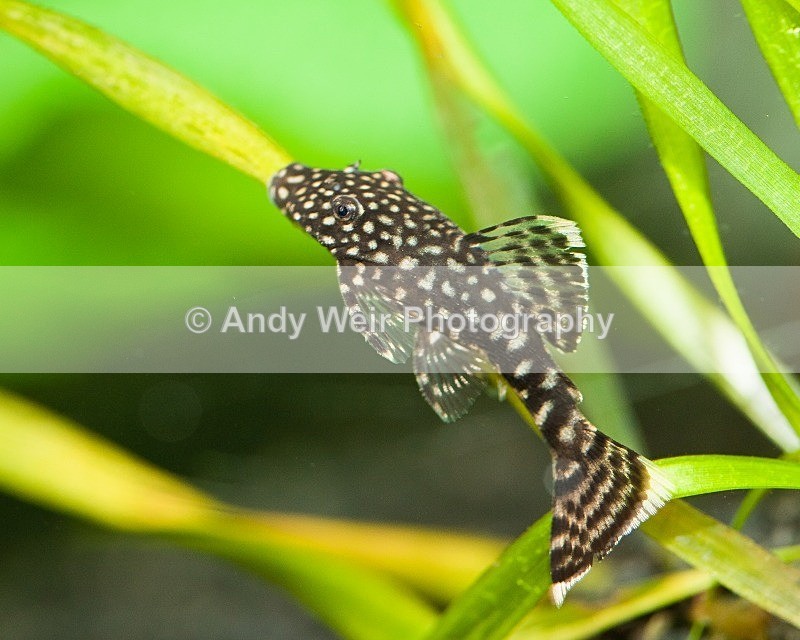 20110918-_MG_6443 - Fish