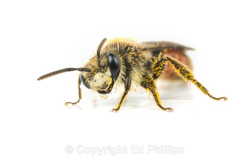 Andrena labiata (m) - Andrena labiata