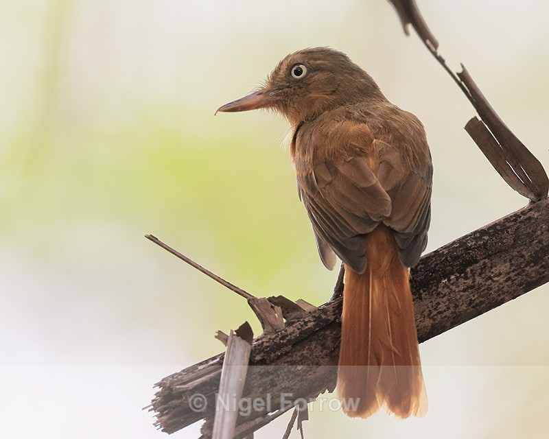 Dull-capped Attila, Porto Jofre, Mato Grosso, Brazil - Dull-capped Attila
