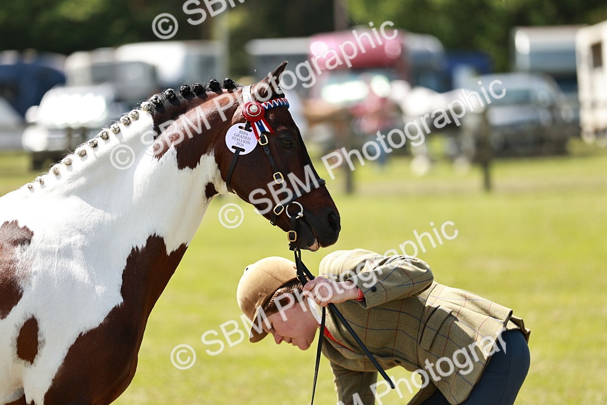 SBM_05452 - Class 41-45 - Riding Pony-Hunter Pony Breeding