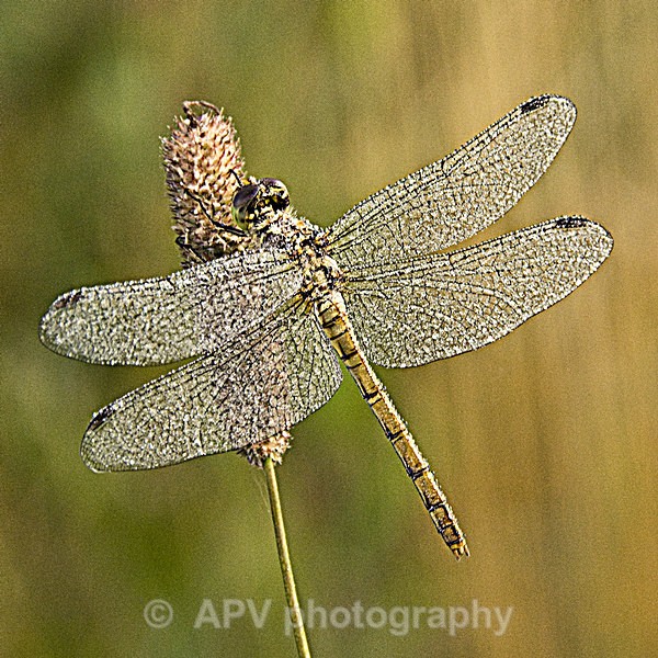 Dewey Four Spot Chaser - Square Cards