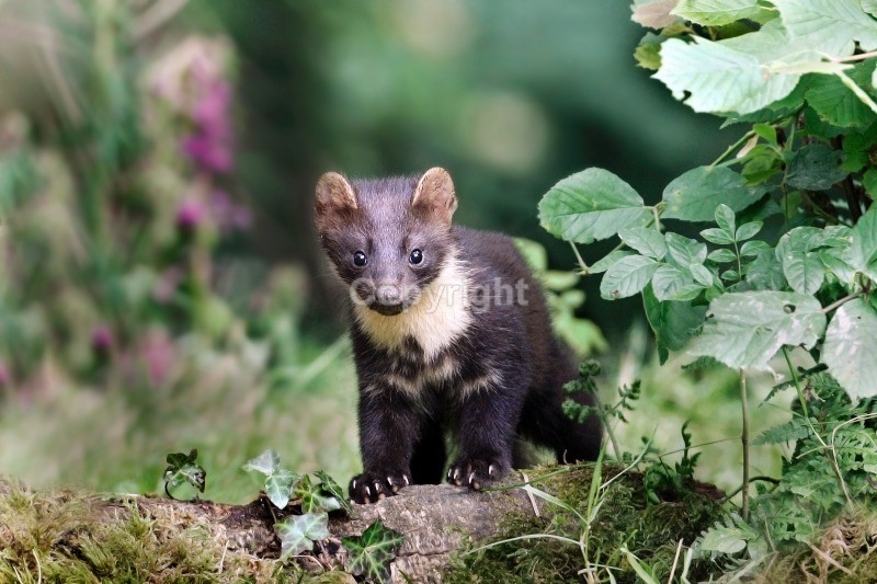 Pine Marten - Pine Marten