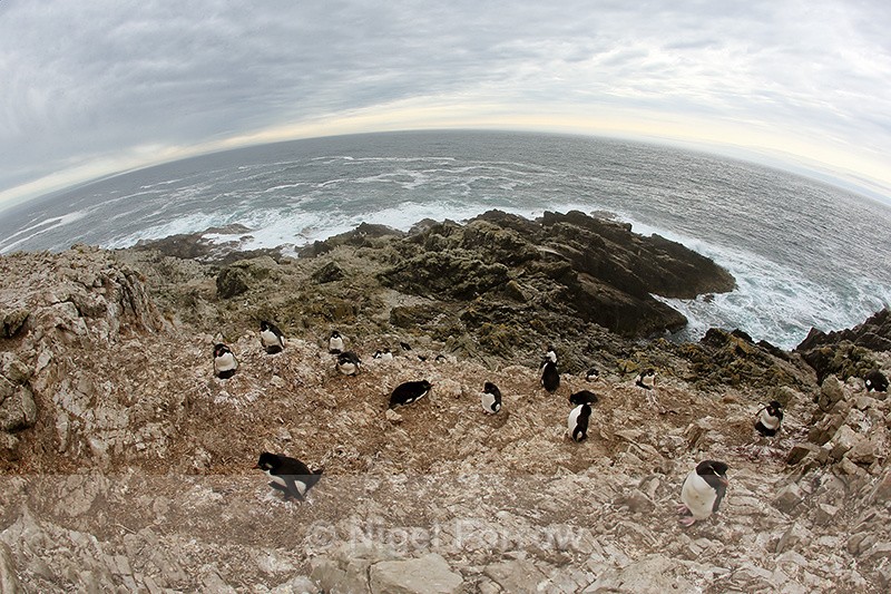 Rockhopper Penguin colony, Cape Bougainville, East Falkland - Falkland Islands