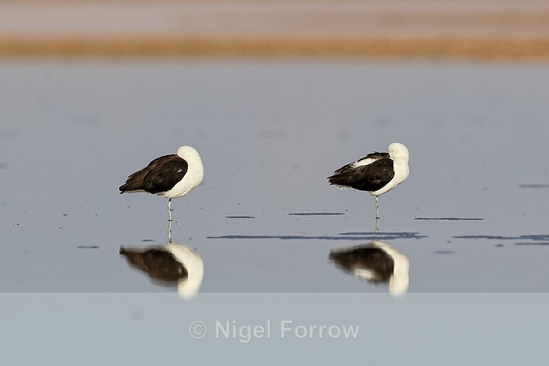 Andean Avocets resting, Chaxa, Chile - Andean Avocet