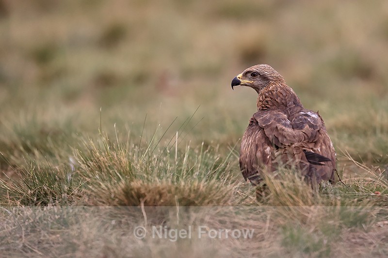 Black Kite on the ground, Catalonia, Spain - Black Kite