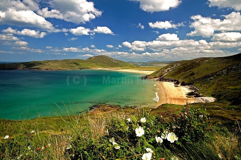 Wild Roses - Carrigart / Downings