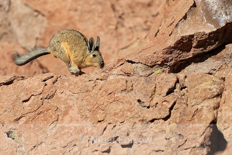 Viscacha running along ledge, Chile - Viscacha