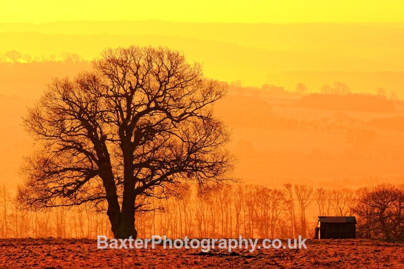 Winter Morning Silhouettes - Views Around Harrogate: