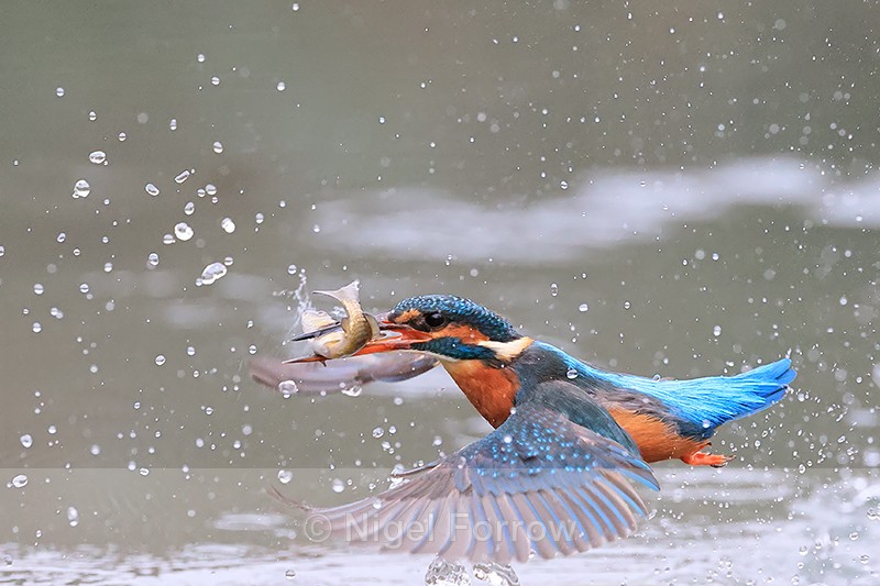 Kingfisher lifts off from pond with fish, Otterbourne - Kingfisher