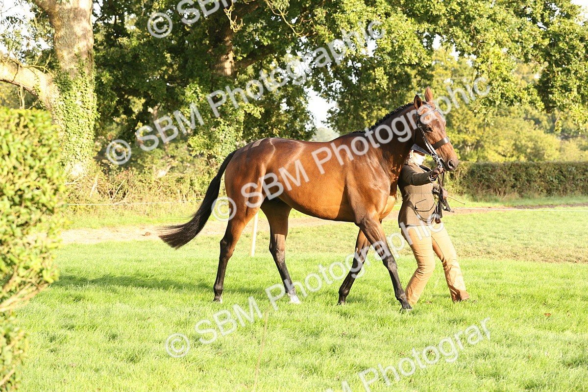 SBM_54944 - S52 - Riding Horse & Hack & thoroughbred In Hand