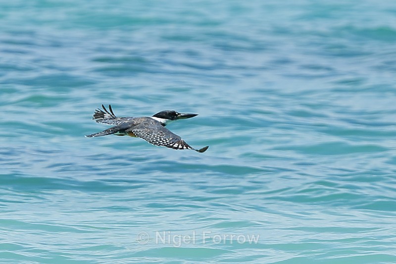 Ringed Kingfisher in flight, Panama - Ringed Kingfisher
