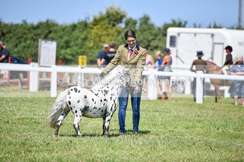 DSC_7140 - Class 61: Miniature Horse 4yrs & over