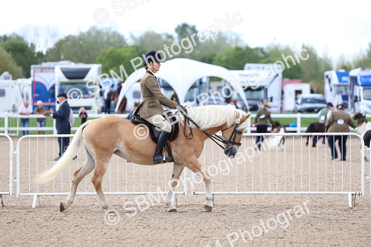 SBM_10733 - Class 305 - Ridden Foreign Breeds - Pure Bred