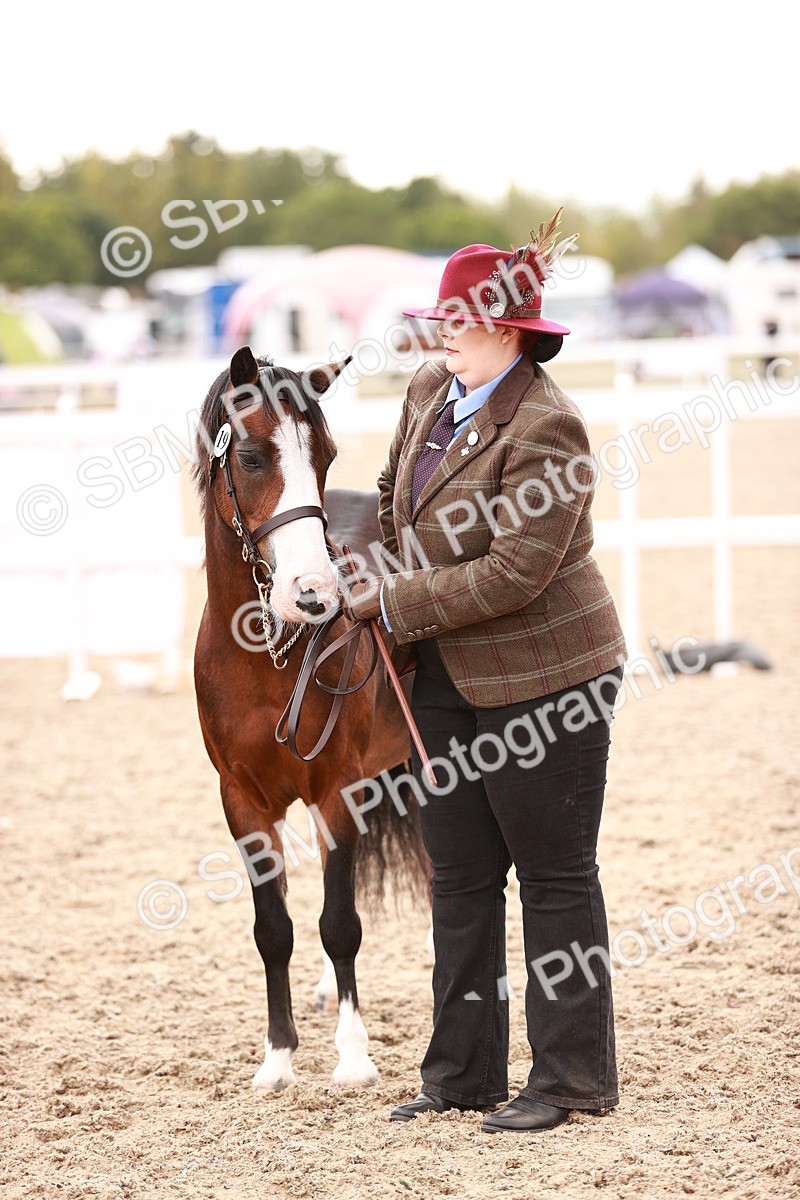 SBM_16201 - Class412 - Handsome Gelding (IH  or Ridden) Adult