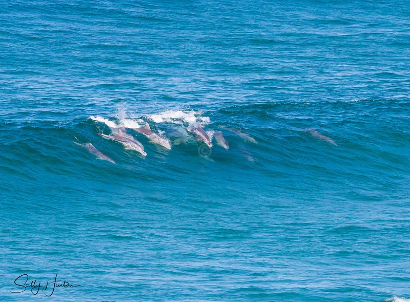 Dolphins in Wave 1