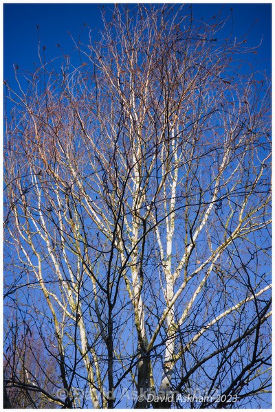 Silver birch in winter (Ricoh GR iiix) - Photography (Non-Leica)