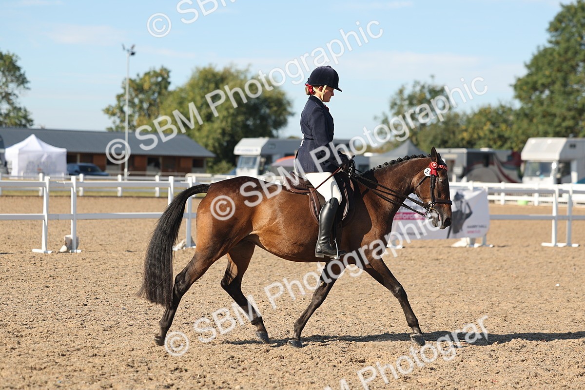 SBM_12181 - Class 303 - Ridden Pure Bred Horse Pony