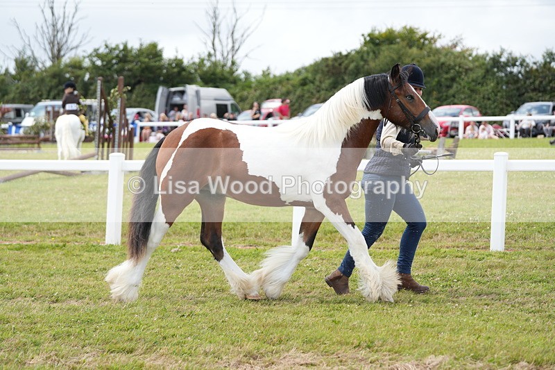 DSC06688 - Class 58: Coloured Pony Youngstock