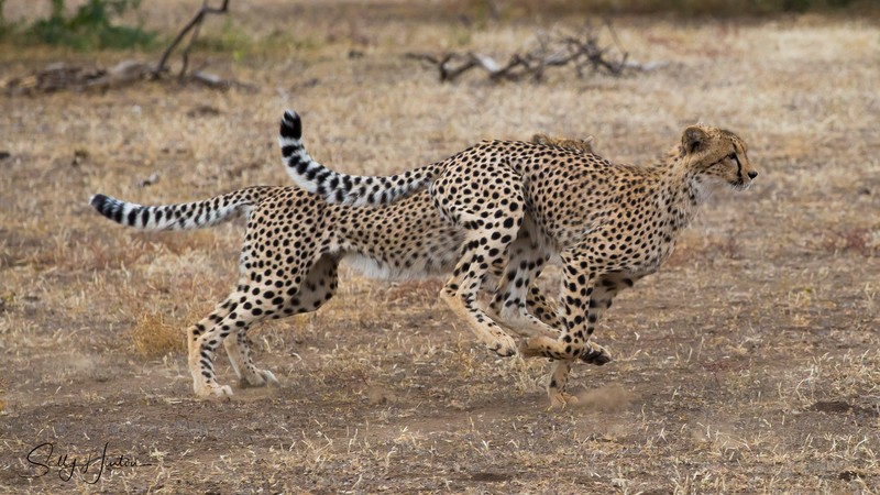 Mashatu Cubs 6