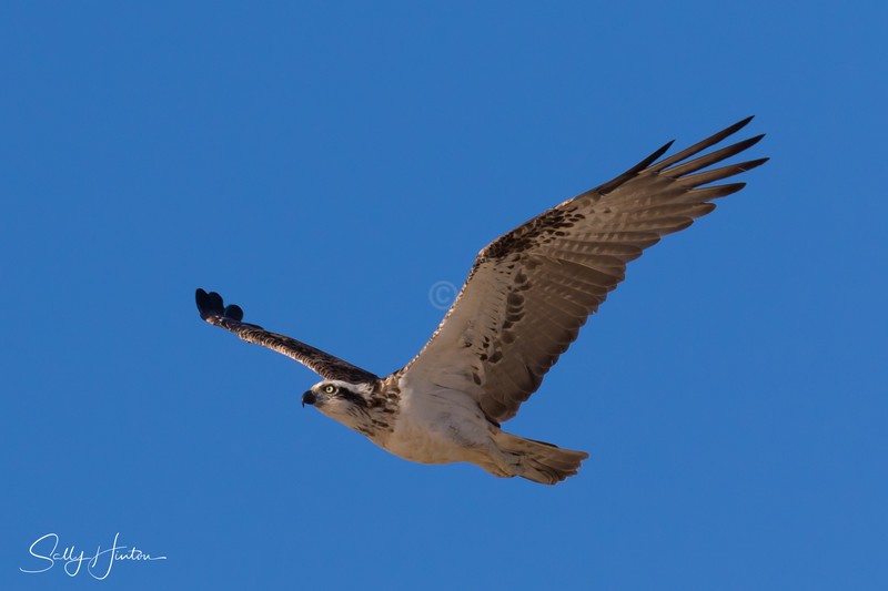 Osprey in Flight 8