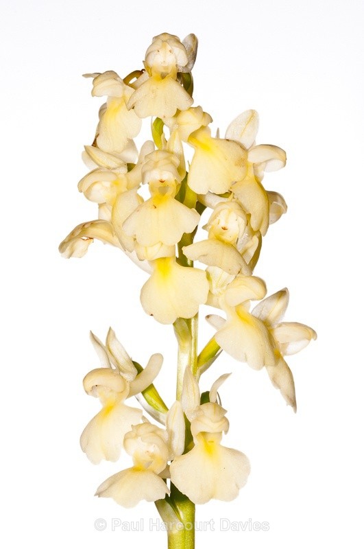  - WB: Orchids - Various