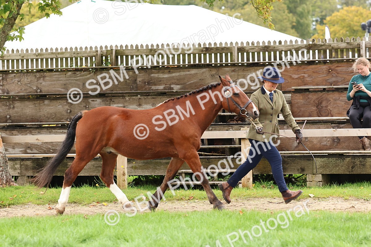 SBM_41706 - S26 - Mature Veteran In Hand