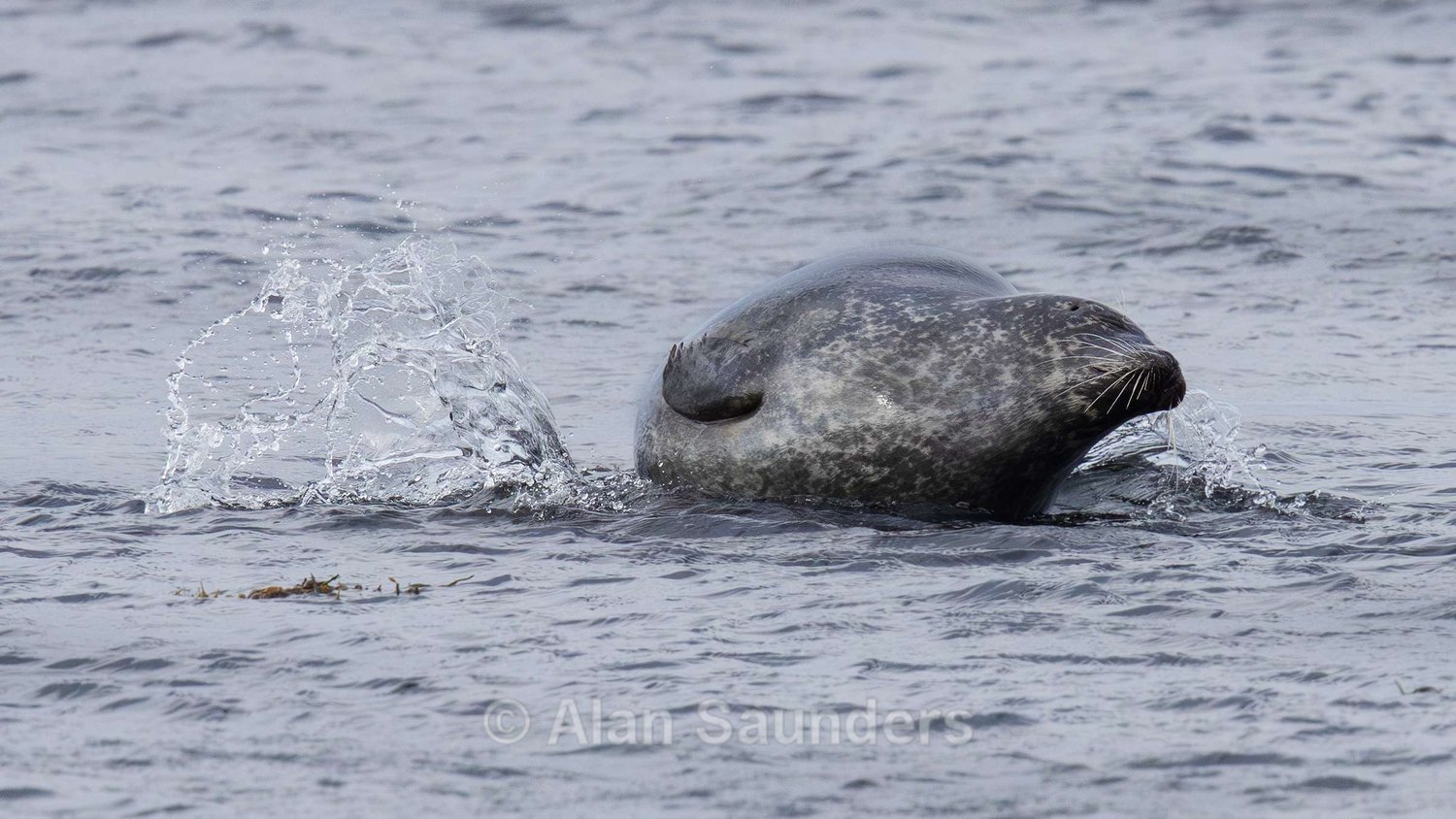Common Seal 8