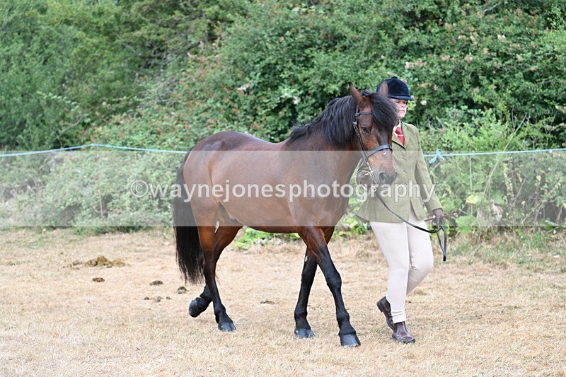 WJ7_9465 - Class 5 Most Handsome Gelding (up to 14.2hh)
