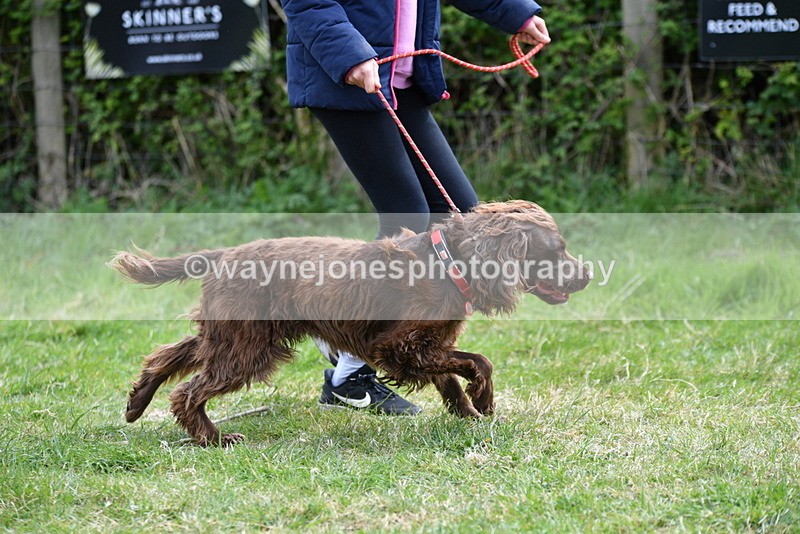 WJ5_9577 - Class 3 Most Handsome Dog
