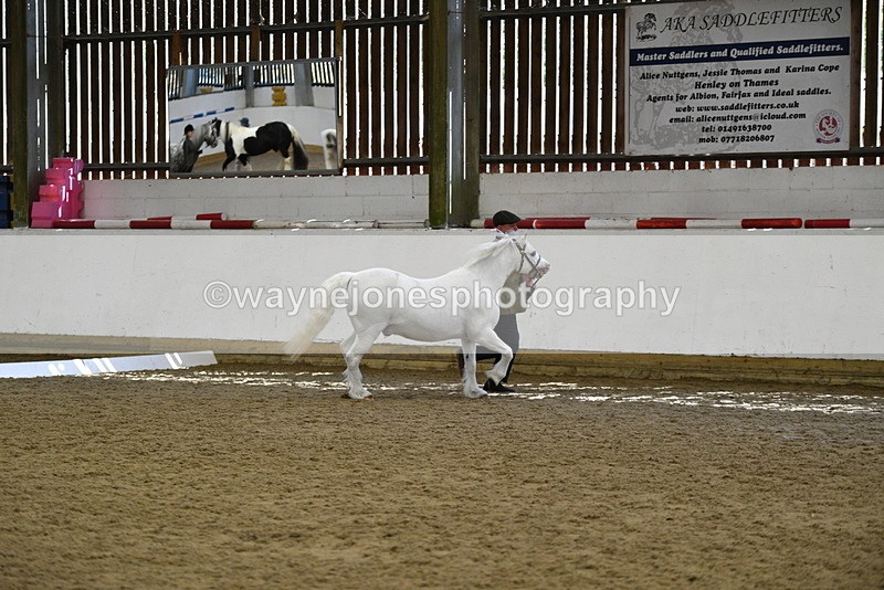 WJ5_5354 - Class 4 In hand M&M - small breeds